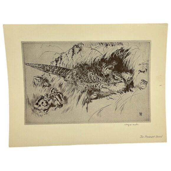 Winifred Austen The Pheasant Brood Signed Etching Reproduction Nature Magazine - Picture 1 of 4